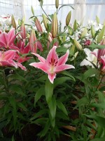 [4336 Ravenna TL VZ No01.JPG]